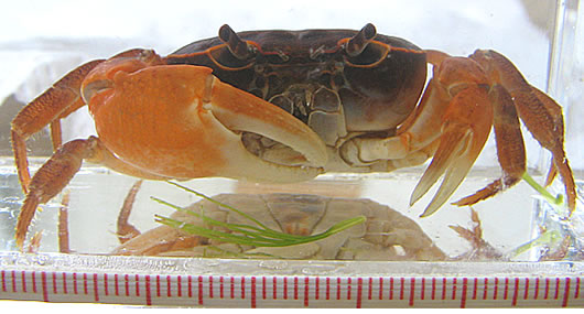f_crab1.jpg